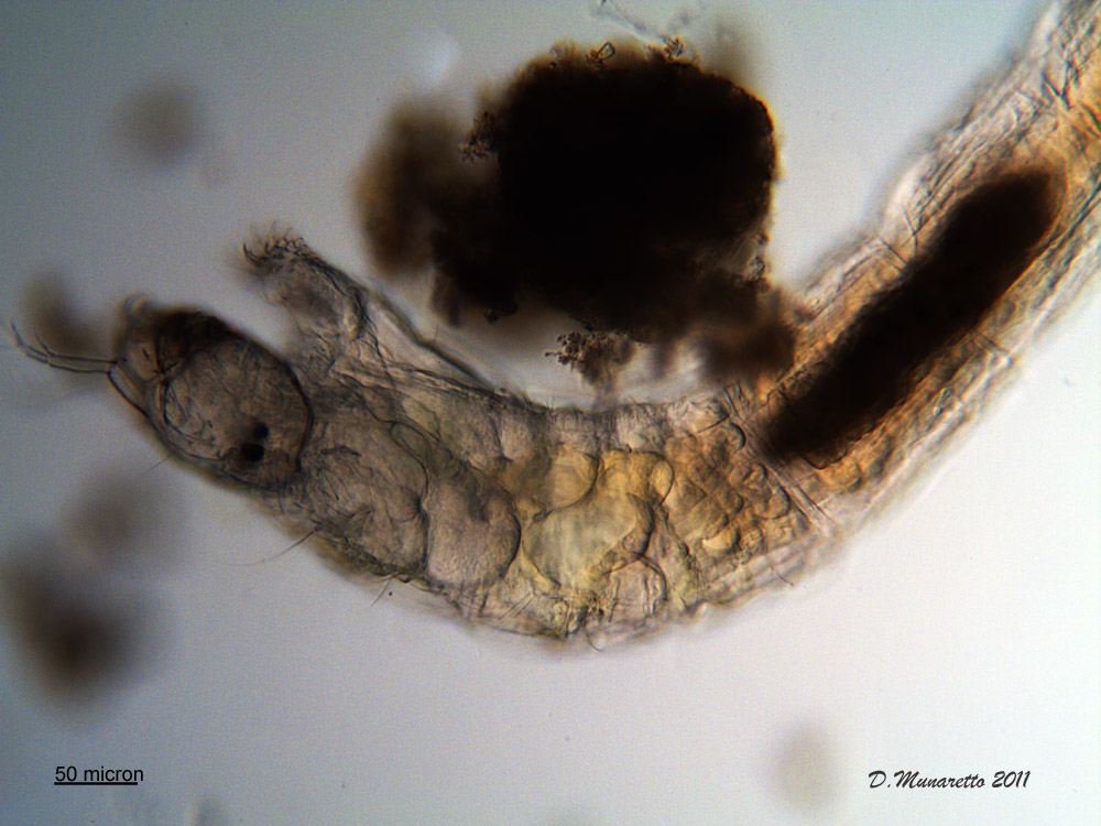 Larva di Chironomide...due